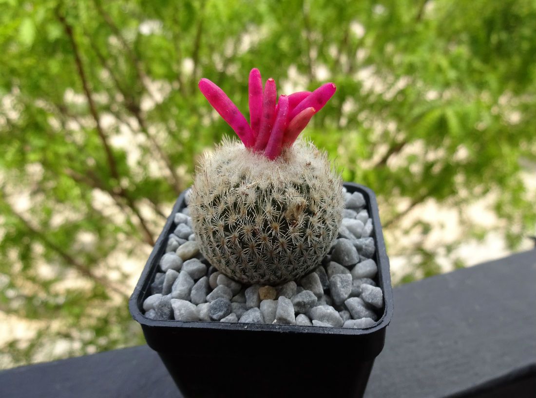 Epithelantha Micromeris 🌵 Cactus Colección